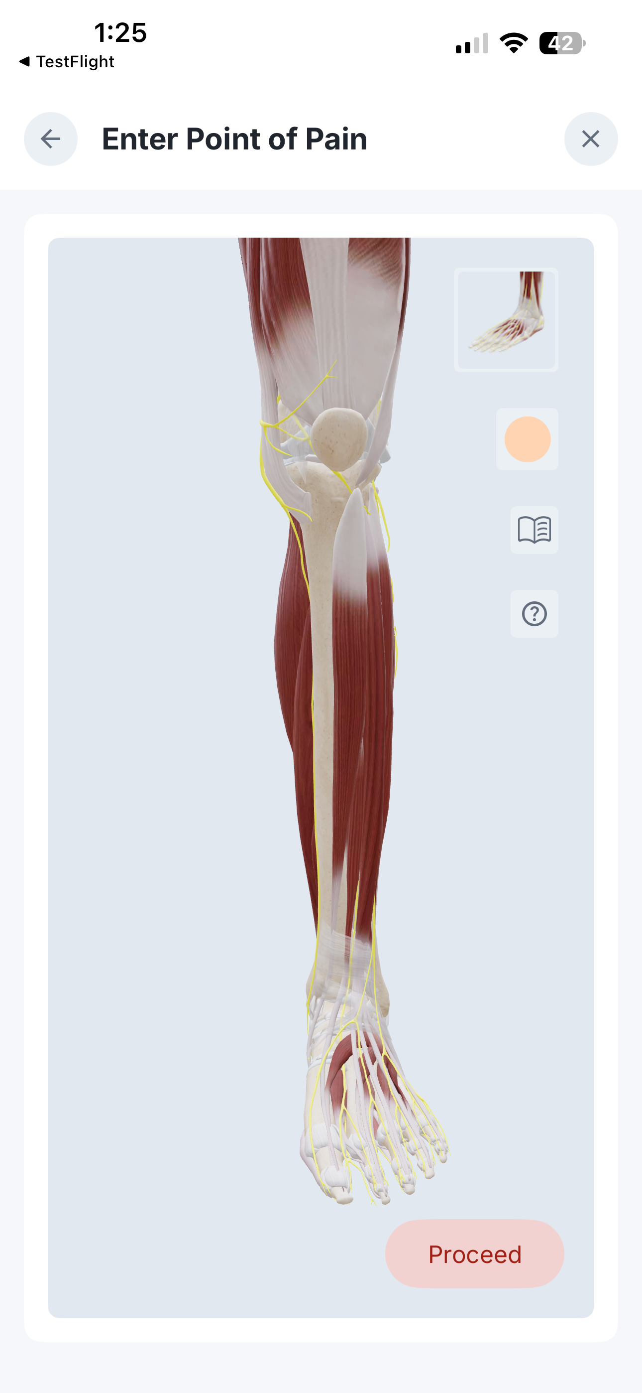 3D Anatomy Muscle